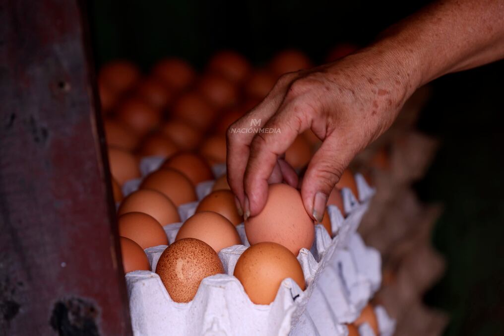 El precio del huevo bajó a un promedio de G. 35.000 en el mercado y la tendencia es que baje más después de Semana Santa. Foto: Jorge Jara