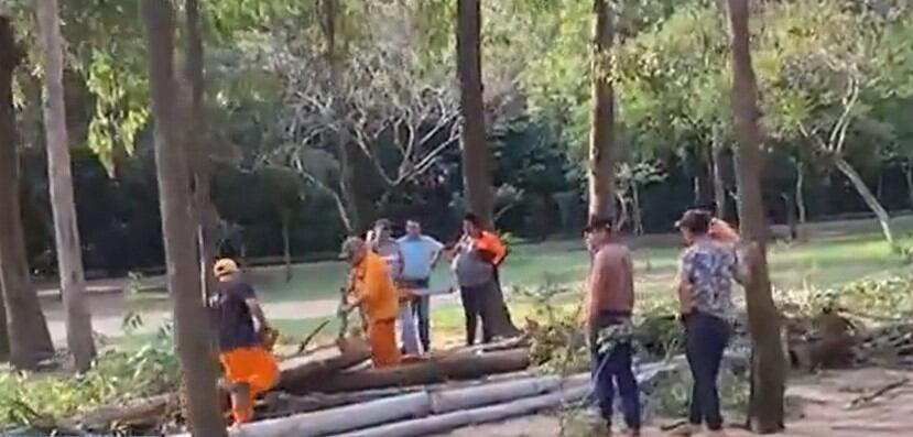El encargado de estudiar el impacto ambiental aseguró que el proyecto no implicará la tala de árboles nativos. Foto: Captura de video
