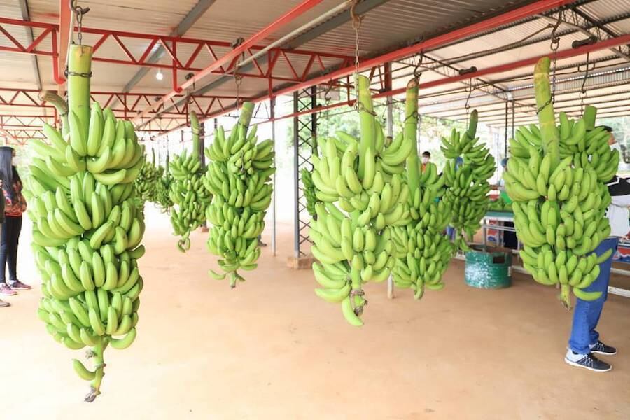 La deuda de importadores argentinos con exportadores paraguayos de banana asciende a USD 9 millones, situación que les está dejando en quiebra técnica. Foto: Archivo