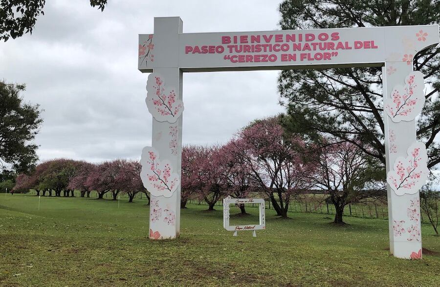 Las primeras plantas de cerezo fueron sembradas hace más de 20 años por un voluntario de la JICA. Foto: Archivo