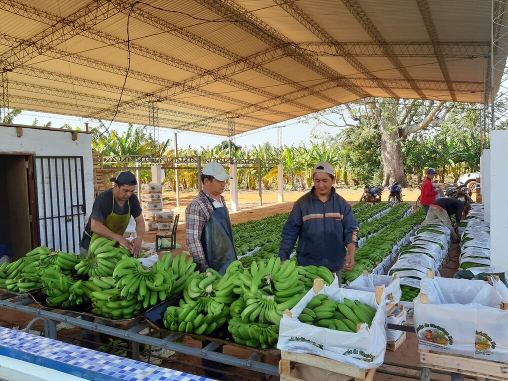 Durante el 2022 el sector produjo unas 60.000 toneladas de banana, de las cuales fueron embarcadas 28.661 toneladas. Foto: Archivo 