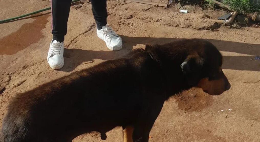 La policía identificó a la supuesta propietaria del perro como Fabiana Benítez Figueredo. Foto: Gentileza