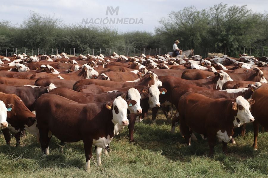 Respecto a cómo nuestro país fue generando un contexto positivo para el crecimiento de la ganadería, Medina Britos recordó que hubo dos procesos cruciales a inicios de la década de 2000. Foto: Archivo
