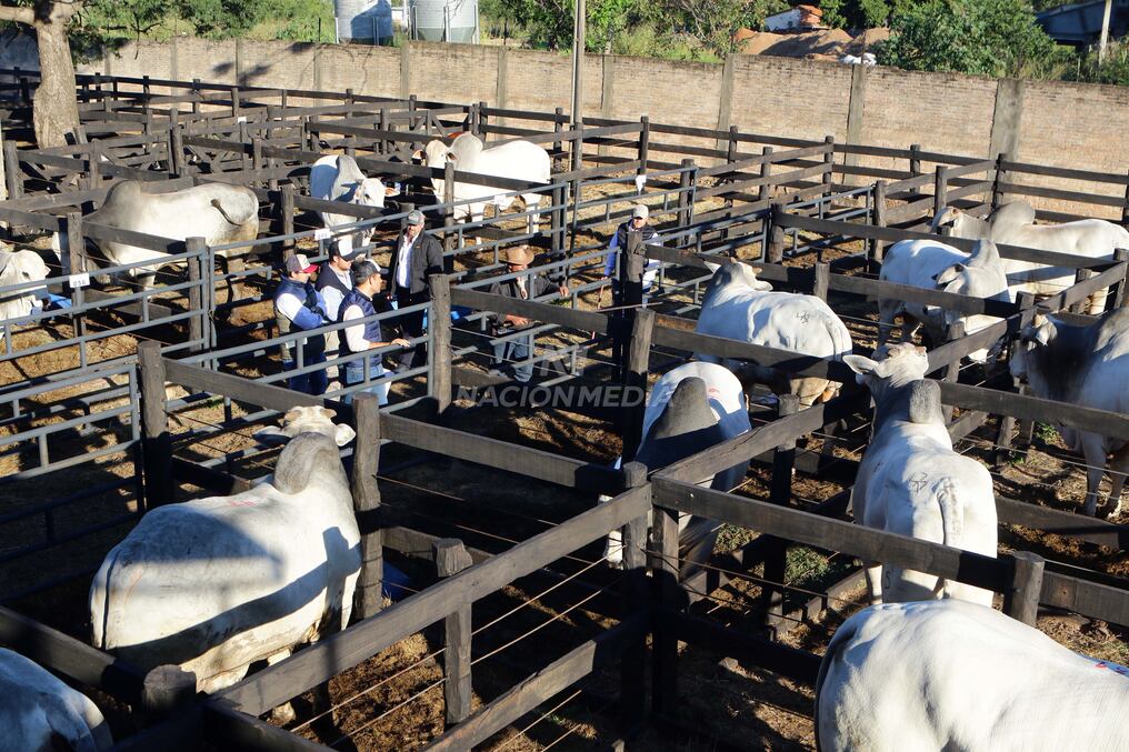 Se permitirá entender el desempeño económico del animal en los corrales y al gancho, indicaron desde la APCN. Foto: Néstor Soto