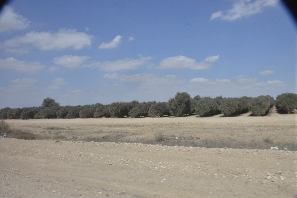 Una plantación de jojoba, irrigada con sistema de riego por goteo en pleno desierto del Negev, al sur de Israel. Foto: Juan Carlos Dos Santos G. 