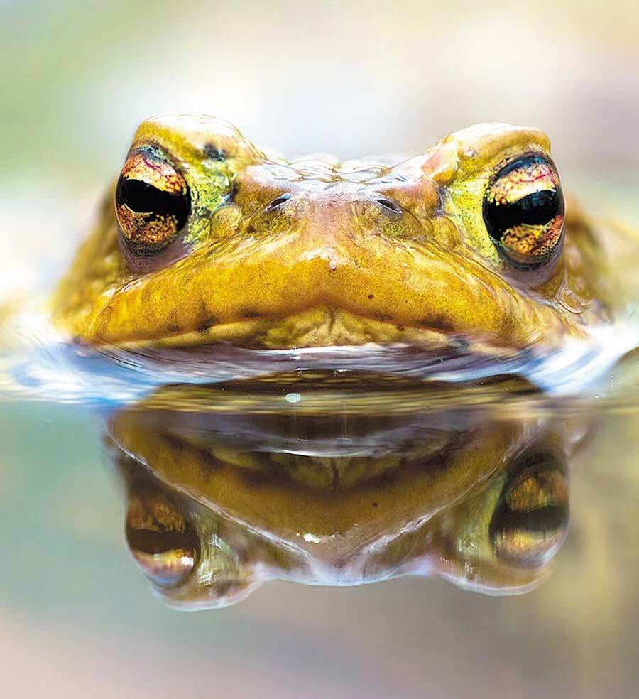 No seamos como el sapo en agua caliente