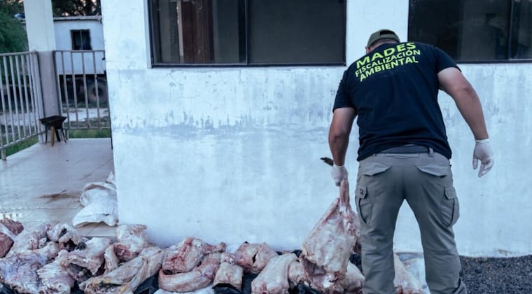 Decomisan 150 kg de carne de caimán yacaré en Ñeembucú