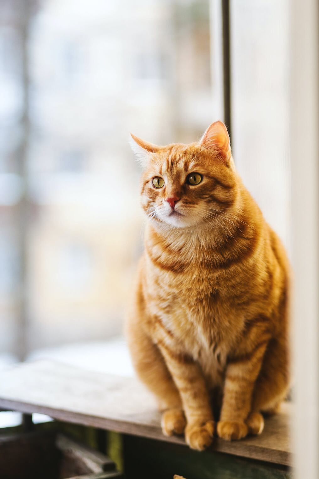 Los gatos sienten inseguridad cuando sus dueños no están cerca. Foto: Pexels