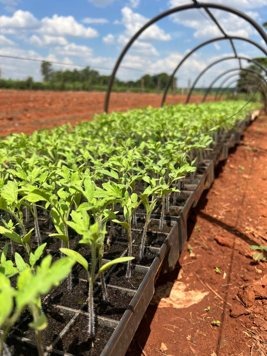 El plan consiste en la entrega de insumos y kits a 671 productores de la agricultura familiar, asistiendo a 18 Centros de Desarrollo Agropecuario a nivel nacional para lograr producir tomates durante todo el año. Foto: Gentileza