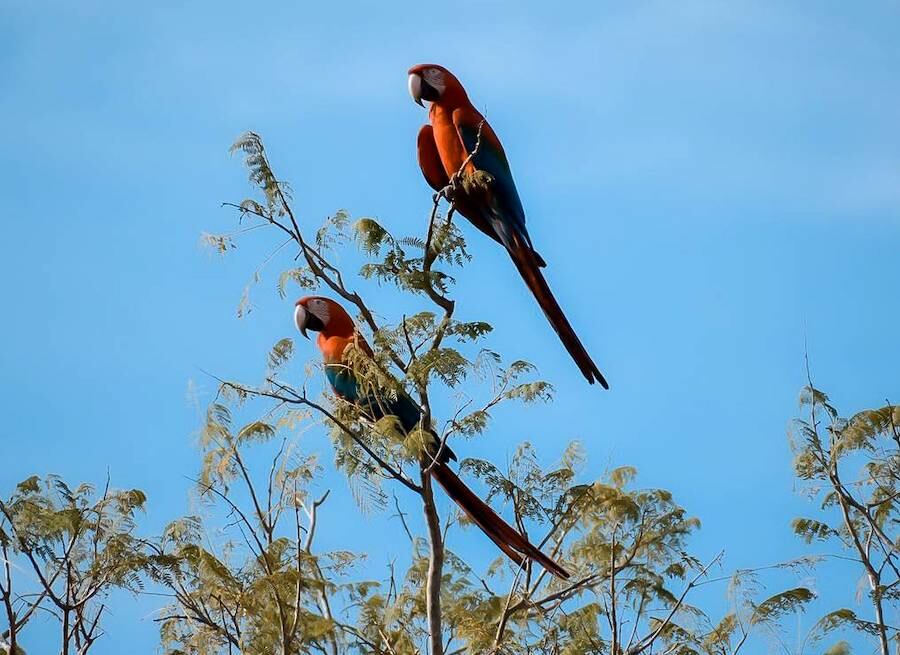 Guacamayos rojos que ya fueron vistos en todo el país. Foto: Gentileza