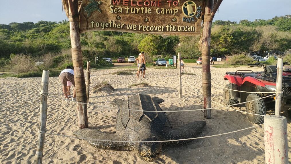 Al recorrer el estado de Oaxaca, los turistas que visiten Puerto Escondido podrán encontrar una experiencia única con la vida salvaje del mar. Foto: David Sánchez
