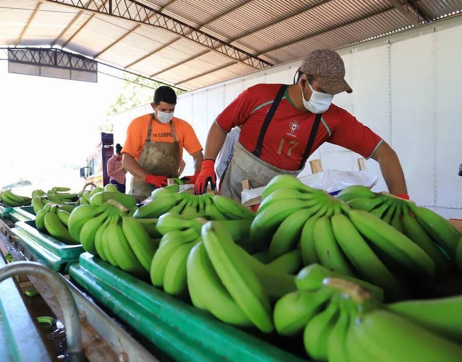 La banana orgánica tiene una demanda creciente en el mundo. Si Paraguay puede certificar su producción, podrá acceder a nuevos mercados y aumentar sus ingresos, refirió el presidente del Senave, Pastor Soria. Foto: Archivo