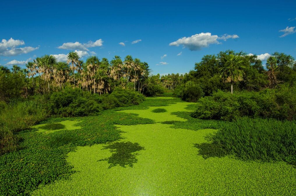 El Chaco, con sus paisajes únicos y su riqueza cultural, se está convirtiendo en un ejemplo inspirador de que la sostenibilidad es una meta alcanzable cuando hay voluntad, cooperación y visión estratégica. Foto: Gentileza