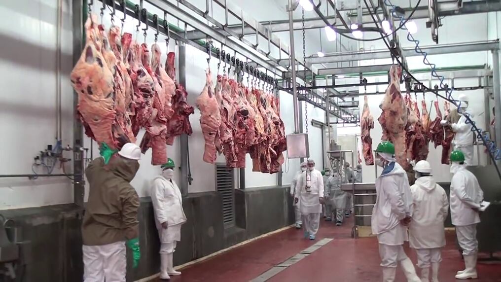 Los auditores del Reino de Arabia Saudita recorrerán establecimientos ganaderos, centros de control y 10 frigoríficos del país. Foto: Ilustrativa