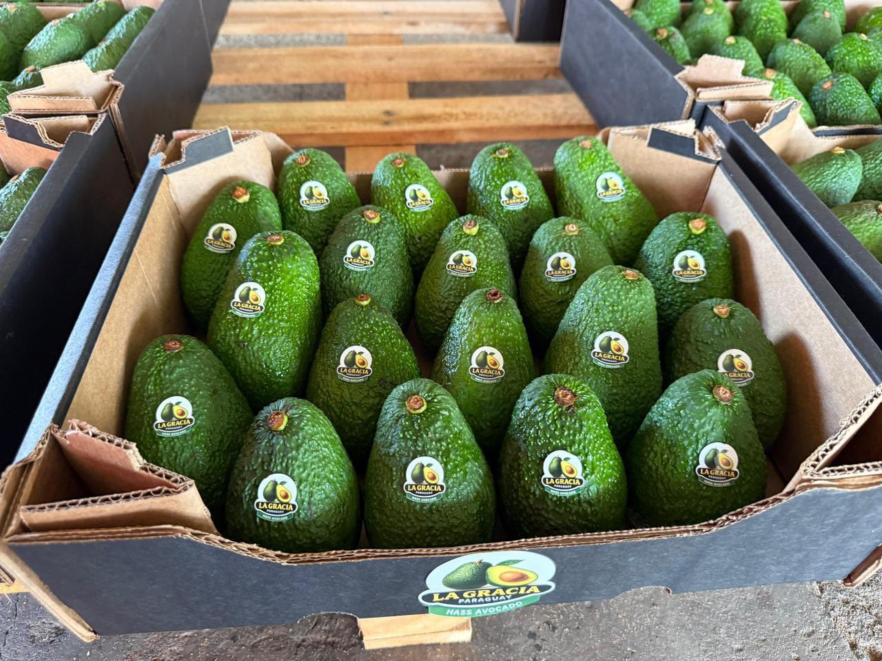 Primer envío de aguacate paraguayo llega al mercado argentino
