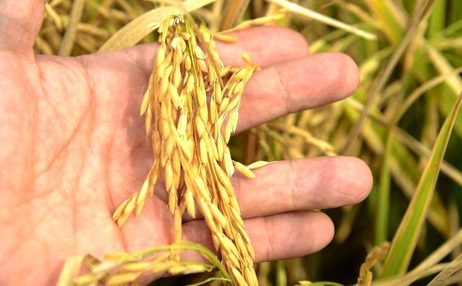 En Paraguay se cultivan 400.000 hectáreas de trigo, de las cuales 240.000 hectáreas corresponden a cooperativistas. Foto: Gentileza