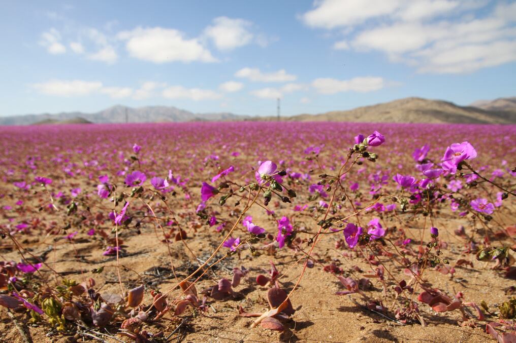 Este fenómeno nada tiene que ver con el llamado “Desierto Florido” que ocurre ocurrido en primavera boreal. Foto: AFP