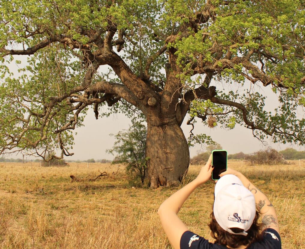 Se ha establecido como requisito principal que las fotos sean tomadas por un teléfono móvil y que incluyan a un árbol o partes de uno. Foto: Gentileza