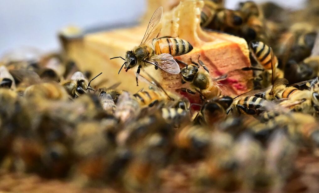 El proyecto Paraguay +Verde reportó que la apicultura es transversal, ya que su presencia potencia los cultivos agrícolas y beneficia las plantaciones forestales. Foto: AFP