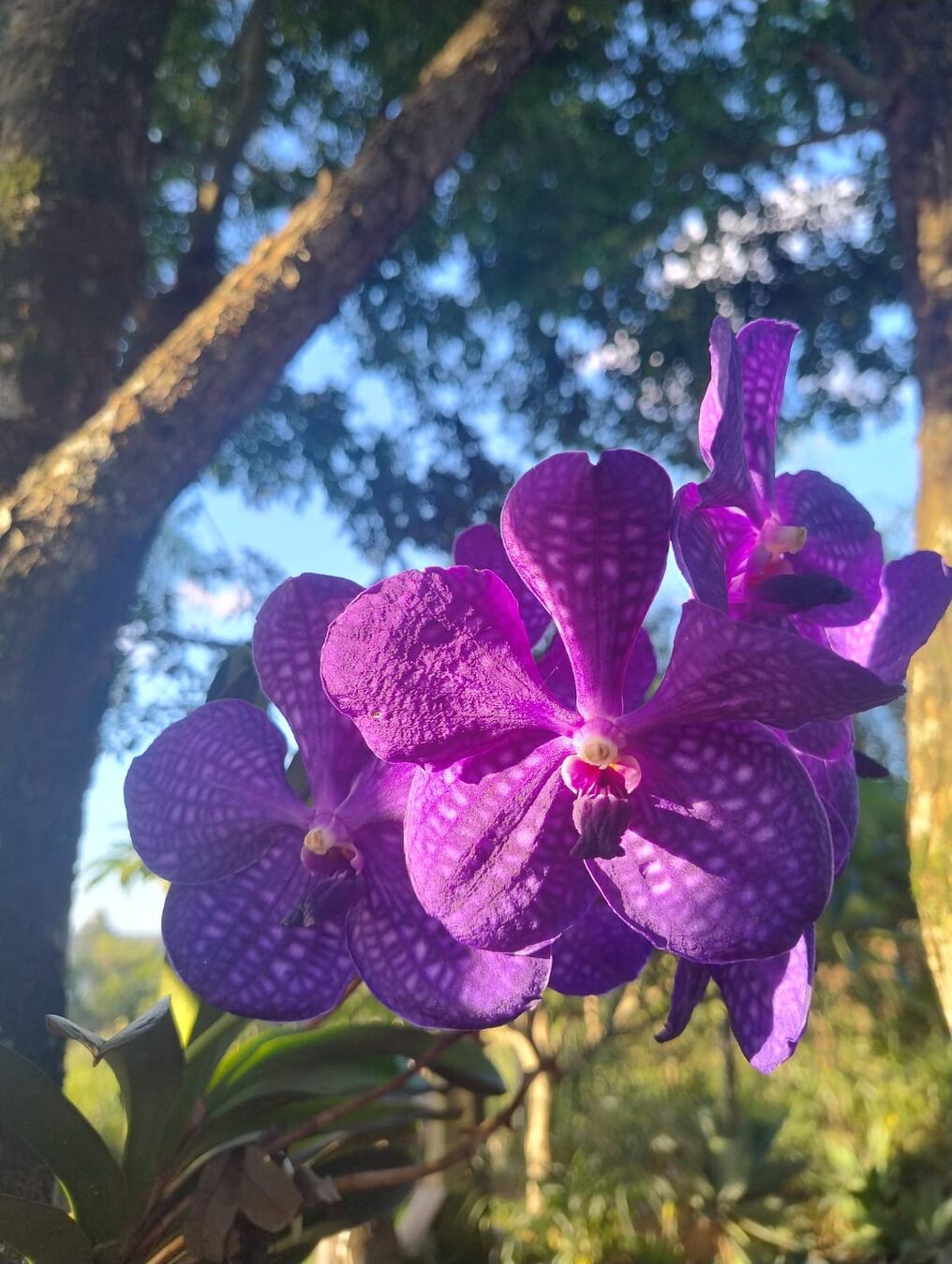 La belleza y la verdad