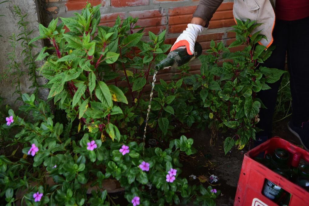 Senepa elaboró una lista de los principales focos hallados en hogares asuncenos donde pueden criarse los transmisores del dengue. Foto: AFP