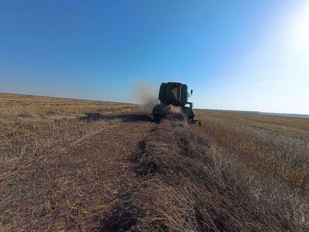 Hasta agosto de este año el producto paraguayo se exportó por valor de USD 77 millones y llegó a 68 mercados. Foto: Gentileza
