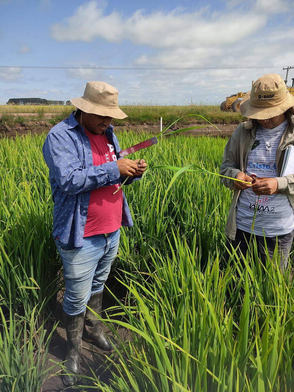 El proyecto mejora la producción con la sistematización de la tecnología de cultivo del arroz de riego, a más de incremetar los ingresos económicos de los pequeños agricultores. Foto: Gentileza
