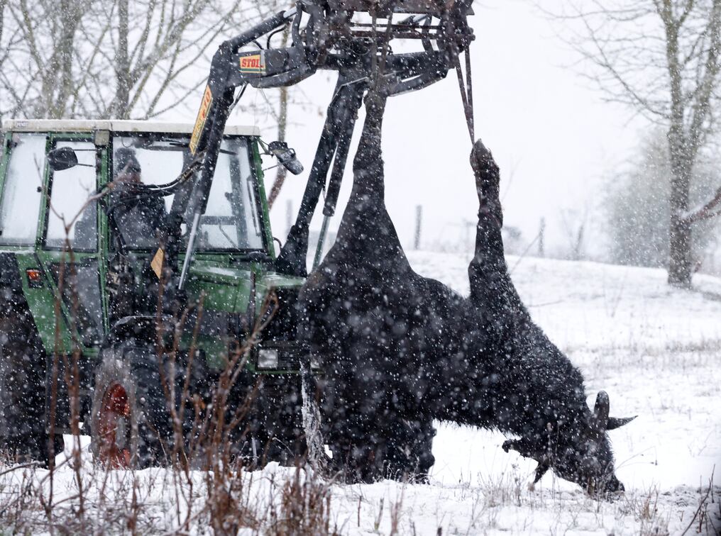 Un tractor retira el cadáver de un búfalo de agua en una granja en Hoppegarten, cerca de Berlín. Foto: Odd Andersen/AFP