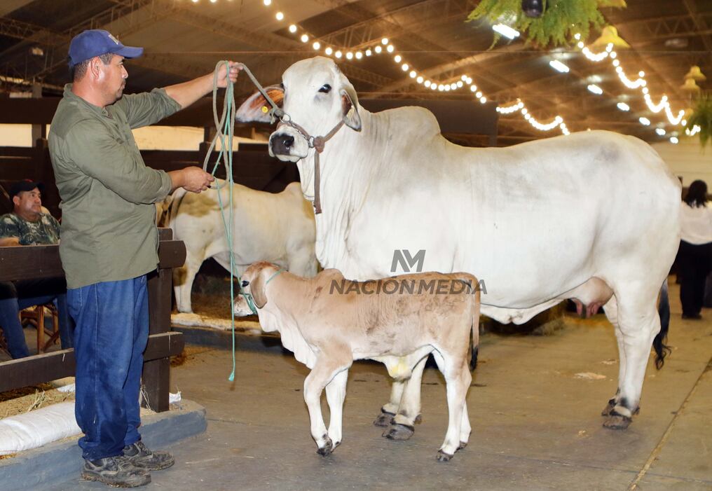 En la categoría hembra, fue un ejemplar de la raza brahman, que pesó 832 Kg en esta Expo MRA 2023. Foto: Néstor Soto