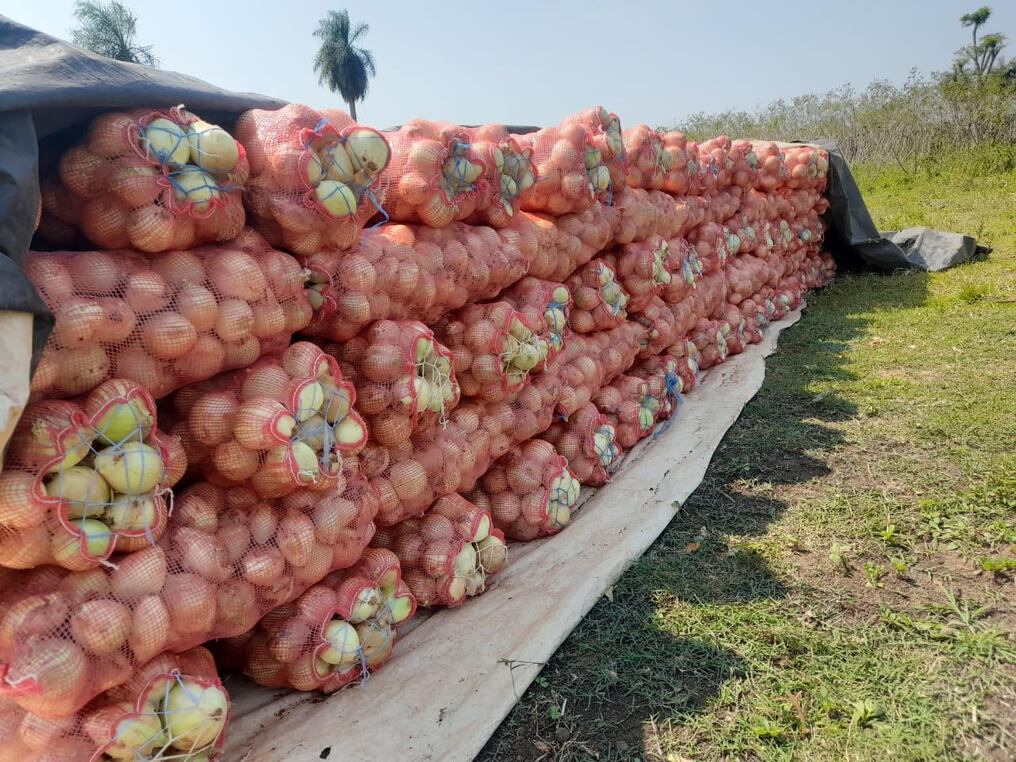 La producción de cebolla en Paraguay brinda empleo a miles de familias. Foto: Gentileza