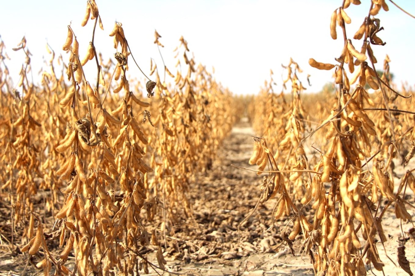 En 2022 el sector agrícola había sufrido una de las peores sequías, la cual ocasionó una fuerte contracción a la economía local que ahora se recupera favorablemente.FOTO:ARCHIVO