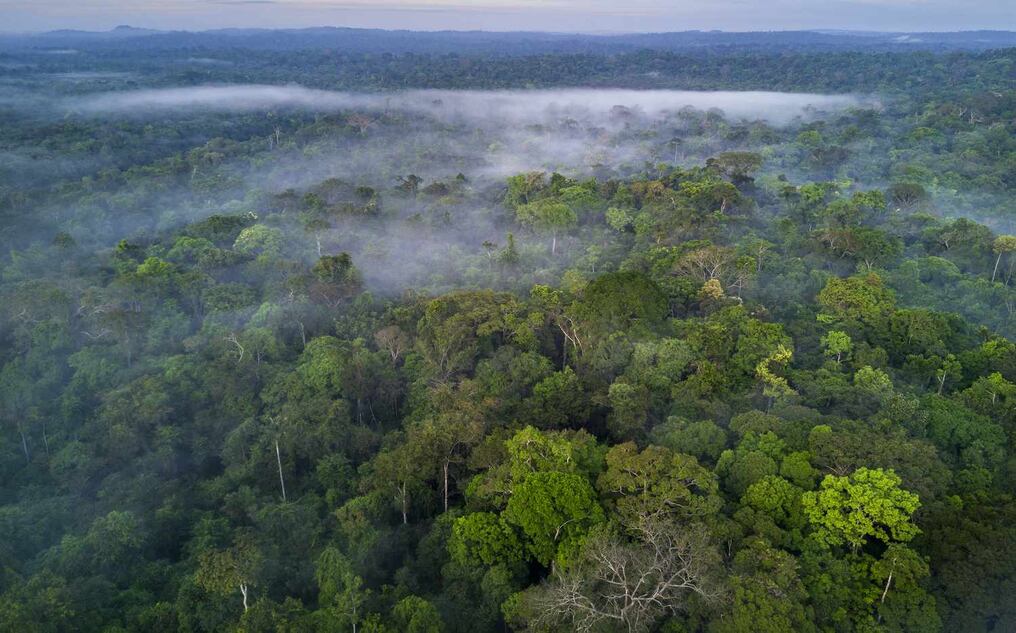 Los bosques del planeta enfrentan amenazas comunes, relacionadas con el calentamiento climático, la explotación económica y la deforestación. Foto: AFP.