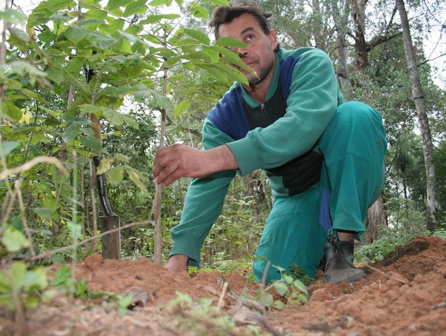 La idea es que la conservación de los bosques pueda volverse rentable para aquellos que estén explotando este sector. Foto: Archivo