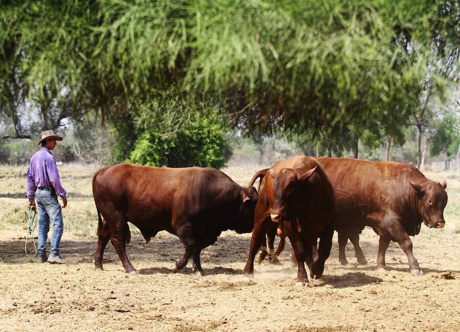 El Ministerio del Ambiente suscribió un acuerdo de cooperación por 4 años con la Asociación para la Conservación de la Vida Silvestre (WCS) y la Fundación Internacional de Caucus Conservacionista Paraguay. Foto: Gentileza