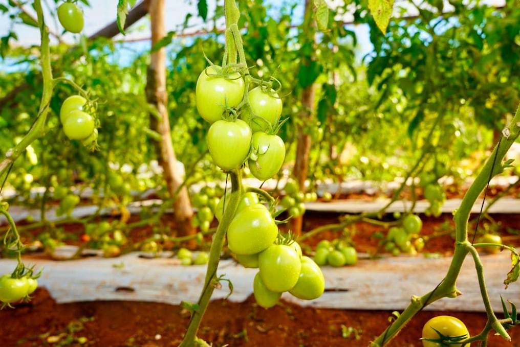 La producción de Ángel Balbuena también consta de tomates que posteriormente se comercializa al programa Hambre Cero. Foto: Gentileza.