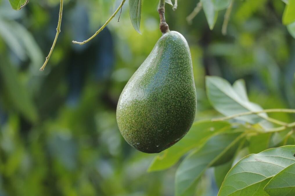 El aguacate tiene un rendimiento de entre 30 a 40 toneladas por hectárea. Foto: Gentileza 