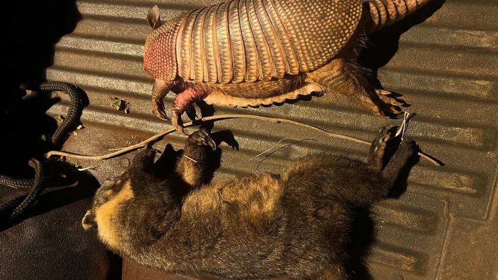 Dos personas fueron aprehendidas en flagrancia de caza de animales silvestres en peligro de extinción. Ocurrió en la Reserva Itabó de Itaipú. La investigación está a cargo de del fiscal Orlando Quintana. Foto: Gentileza