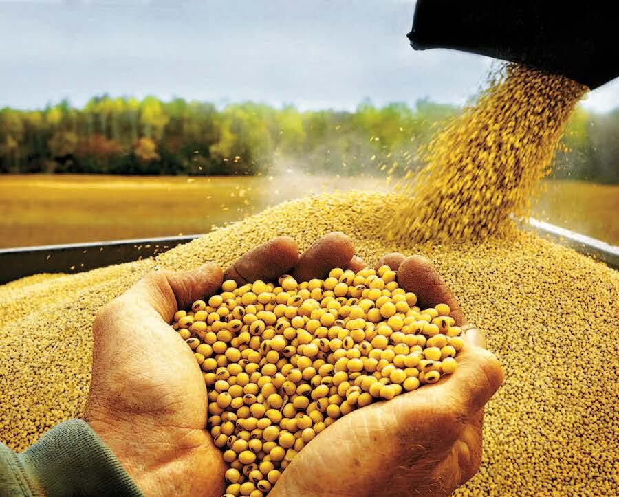 Entre el 35 % y el 40 % de la cosecha sojera pasa por un silo de las cooperativas entre socios y no socios que llevan su produccin.FOTO: ARCHIVO