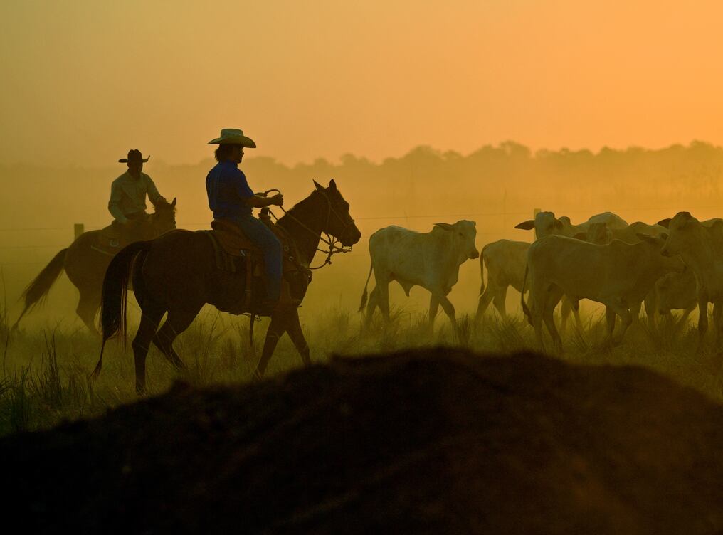 Brasil, el titán agrícola de América Latina, es el mayor exportador de carne vacuna del mundo y el segundo mayor productor. Foto: Carl De Souza/AFP