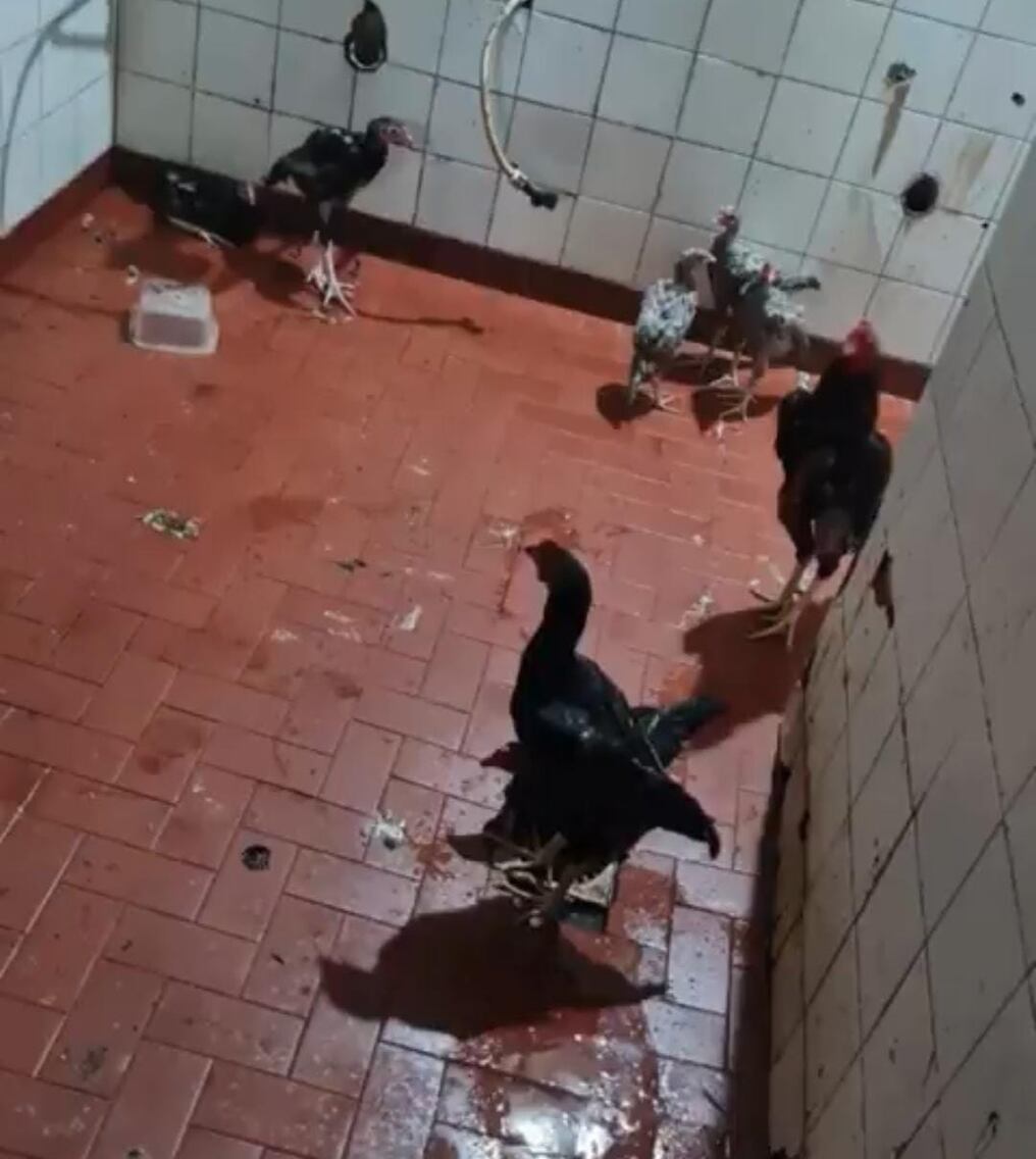 Hasta el momento son 79 las aves rescatadas por la institución con ayuda de la dirección del penal. Foto: Captura pantalla