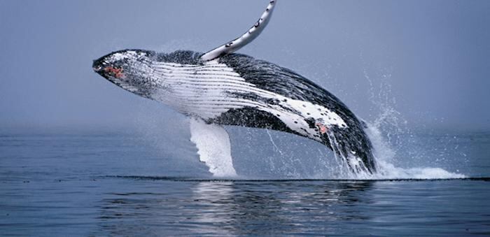 Mayoría de ballenas jorobadas han sido retiradas de lista de especies en peligro de extinción.