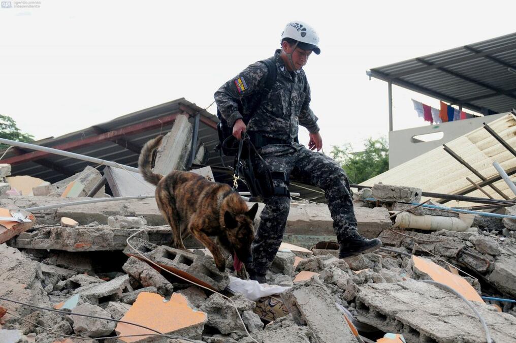 Rescatista busca sobrevivientes entre los escombros, tras sismo en Ecuador. Foto: ARIEL OCHOA / AFP