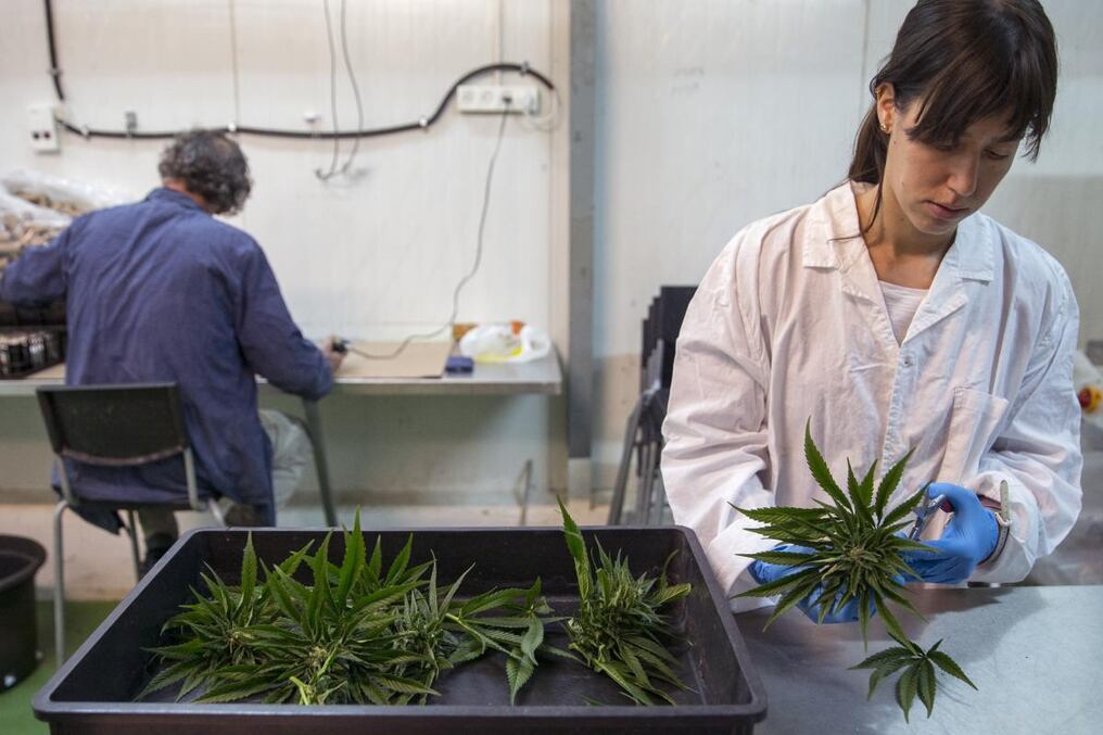 El trabajo científico y medicinal con el cannabis, en Israel. Foto: JACK GUEZ / AFP.