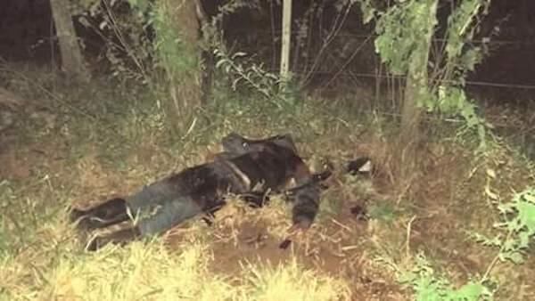 Un total de cinco impactos de bala es lo que recibió