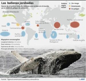La mayoría de las poblaciones de ballenas jorobadas han sido retiradas de la lista de especies en peligro de extinción, en la que habían sido incluidas hace casi medio siglo cuando registraban un nivel históricamente bajo a causa de la caza. Ese estatus, atribuido a los animales en peligro, no se justifica más para nueve de catorce poblaciones de cetáceos que existen en el mundo, decidió la Agencia americana oceánica y atmosférica (NOAA).