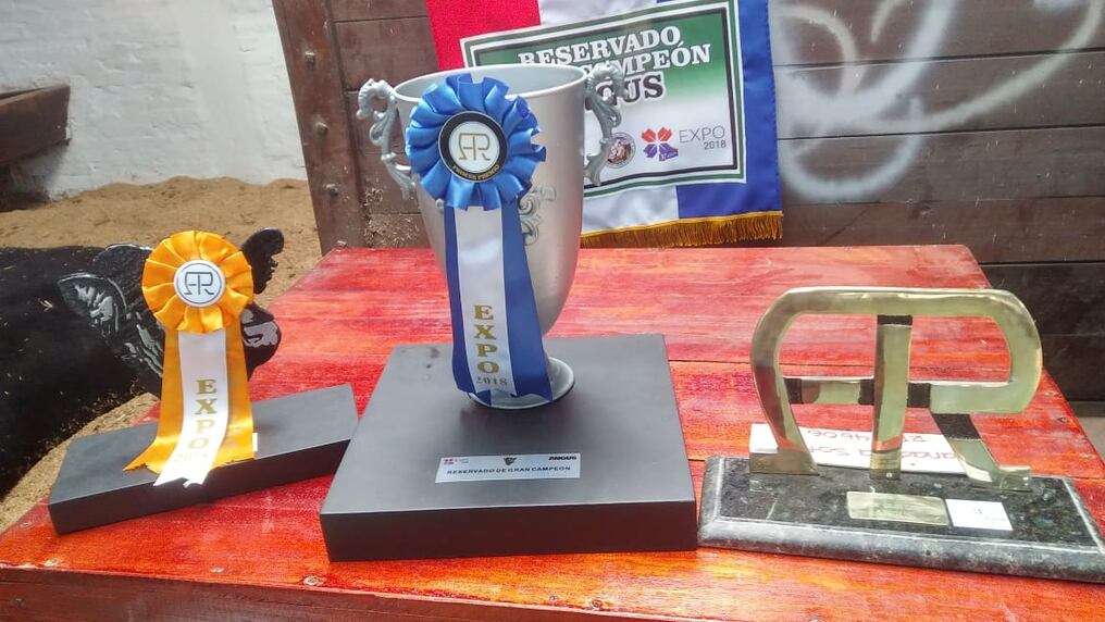 Los premios que se entregarán a los ganadores de la raza Angus, en la Expo de Mariano. Foto: Adriana Zacarías.