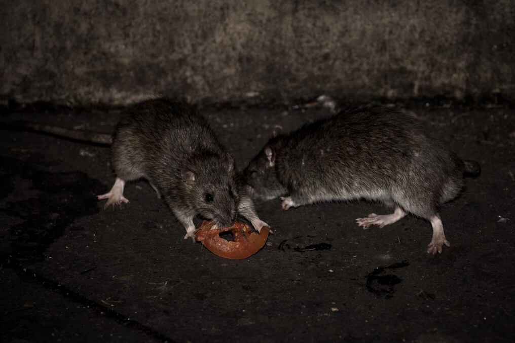 Bolivia confirma brote de hantavirus en región cocalera
