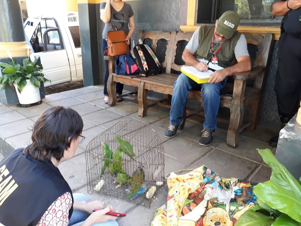 Funcionarios del MADES procedieron a la intervención, incautación y retiro inmediato de los animales silvestres del mercado de Luque. Foto: Gentileza.