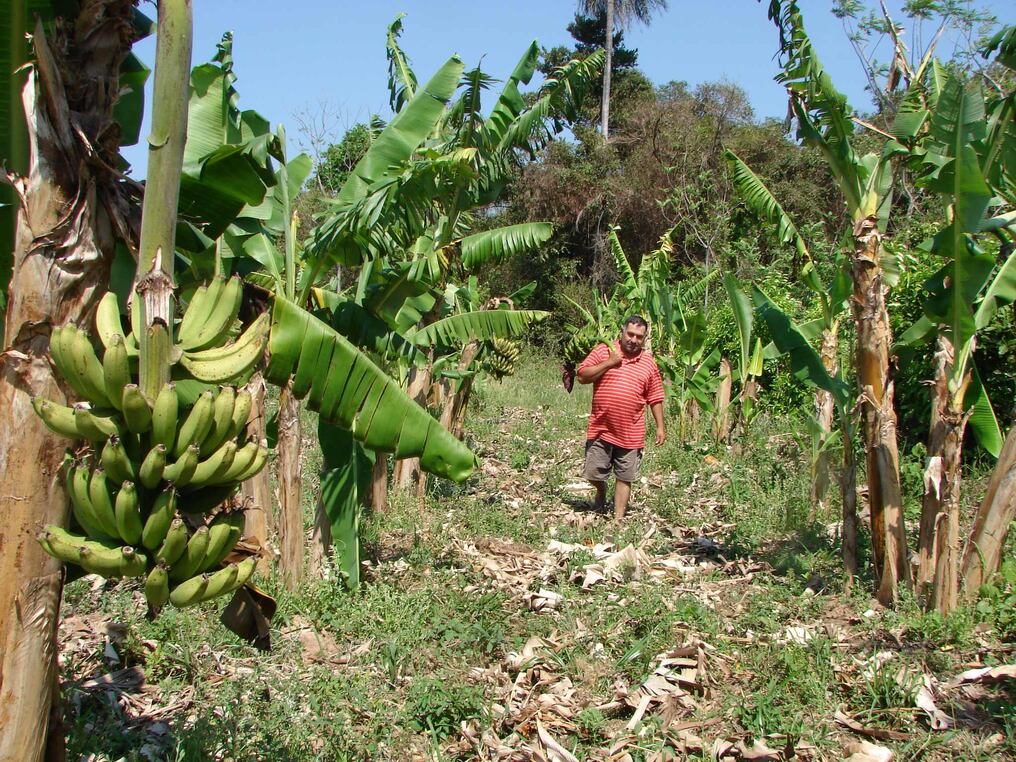 Bananeros solicitan apoyo  de profesionales ecuatorianos