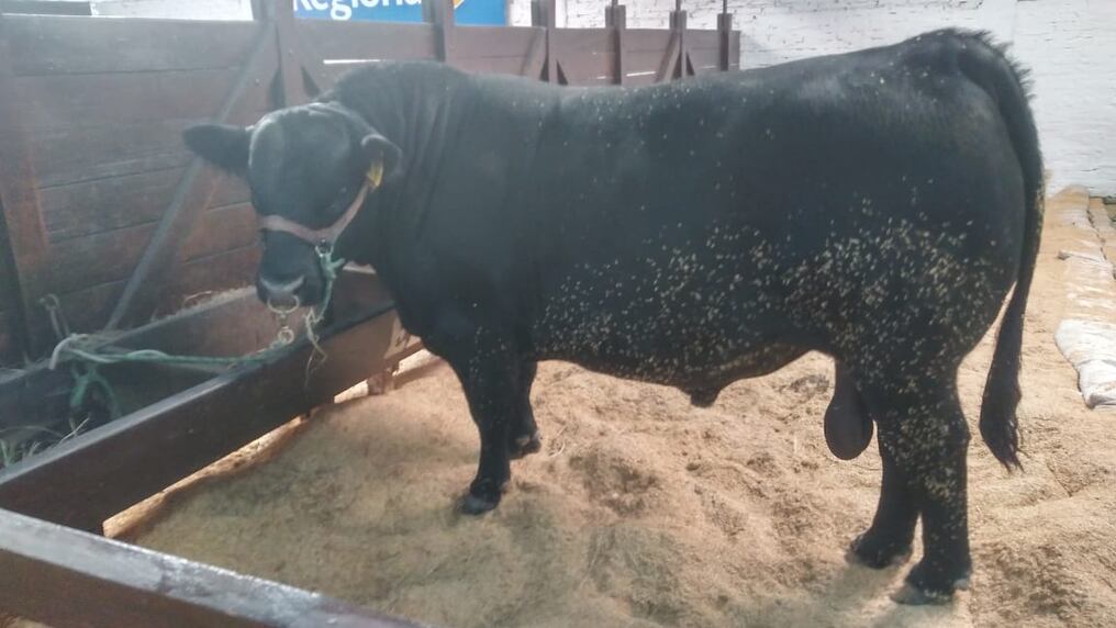 Un toro Angus de la Ganadera Sofía resultó ser el ganador "Reservado Gran Campeón Macho" de la Expo Mariano 2018. Foto: Adriana Zacarías
